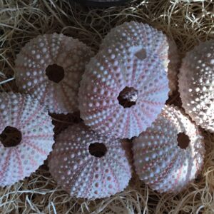 Small Sea Urchin
