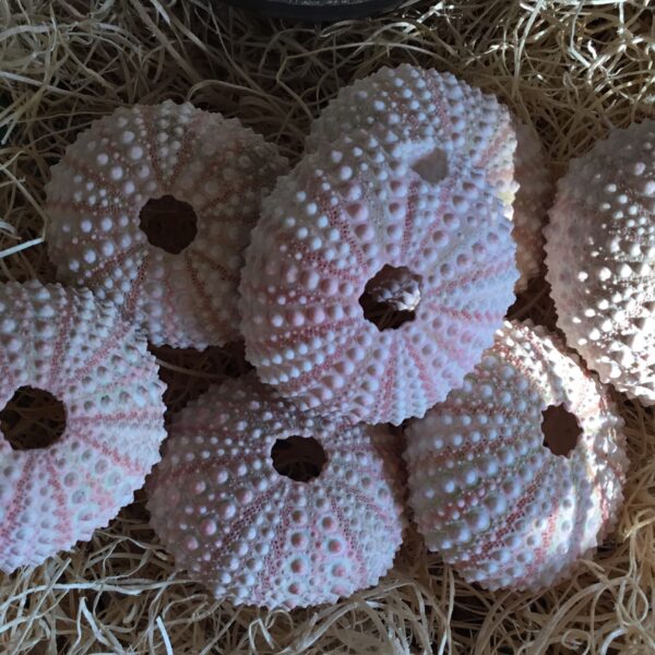 Small Sea Urchin