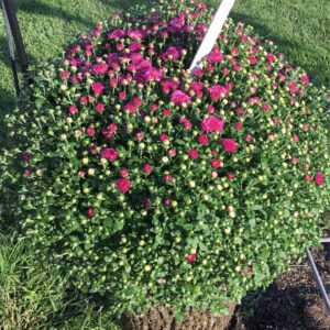 Fall Mum Full Sun