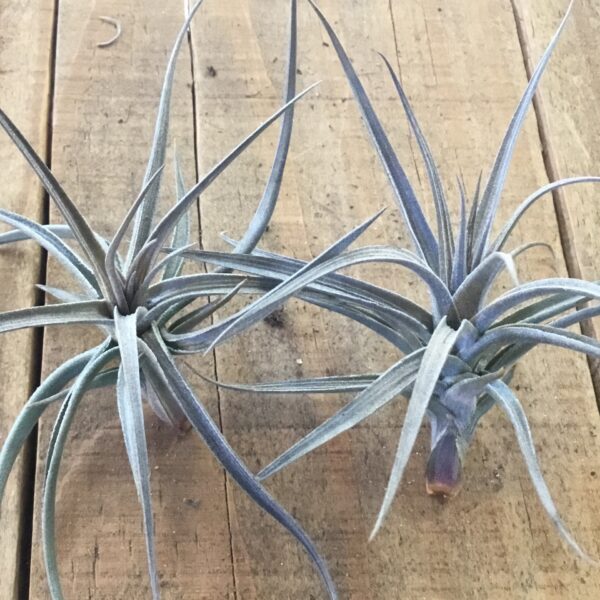 Tillandsia Aeranthos Purple Enano Bright Indirect Light