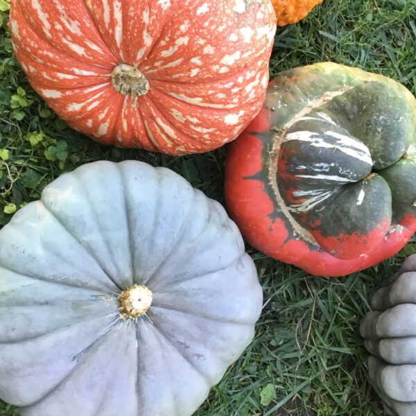 Assorted Pumpkin Fall Home Decor