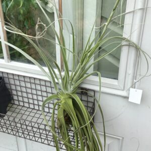 Straminea Thick Leaf Large Rare