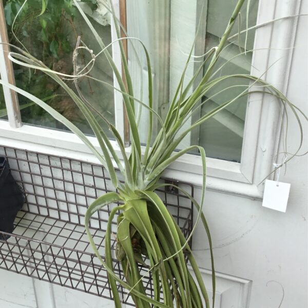 Straminea Thick Leaf Large Rare
