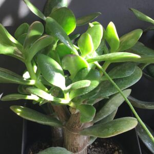 Crassula Ovata Jade Plant DS