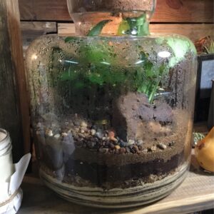 Terrarium Party Workshop