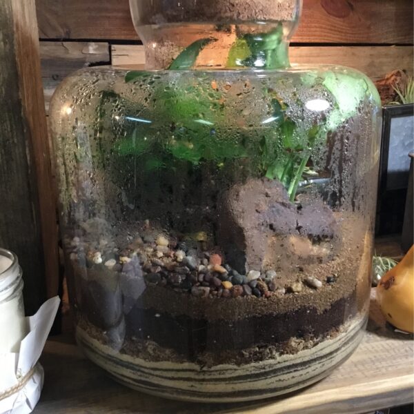 Terrarium Party Workshop