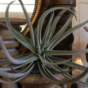 Tillandsia Harrisii Large
