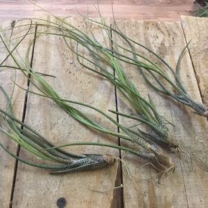 Butzii Tillandsia Medium