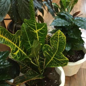 Starter Tropical Houseplant