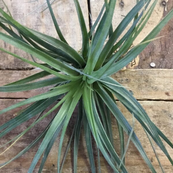 Tillandsia Stricta Stiff Leaf Large