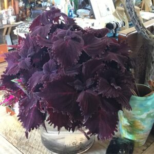 Coleus Shade to Full Sun Annual 4 in pot