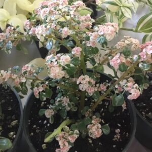 Pilea Microphylla Variegata Bright Light | Dry  4 in pot CF
