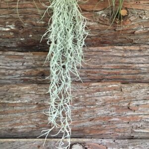 Usneoides Spanish Moss Bundle