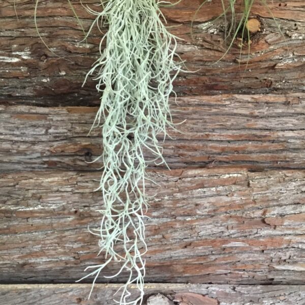 Usneoides Spanish Moss Bundle