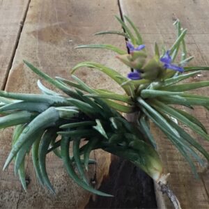 Neglecta Tillandsia Red