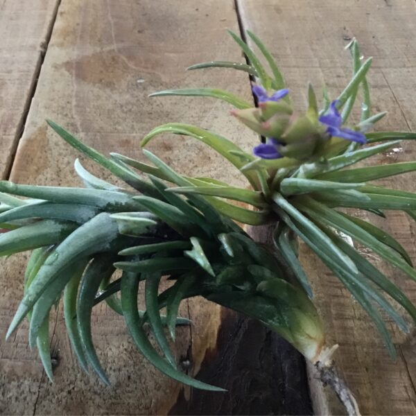 Neglecta Tillandsia Red