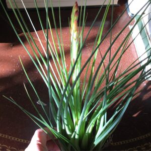 Rare Tricolor V. Melanocreter Tillandsia