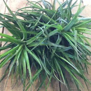 Tillandsia Houston Green Compact