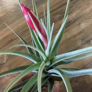 Leonamiana Tillandsia Large Rare