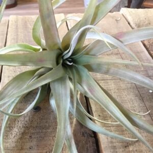 Capitata Green Leaf Tillandsia