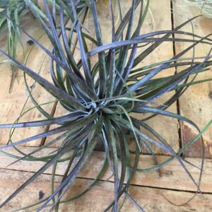 Stricta Giant Form Tillandsia Large