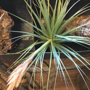 Rare Stricta x Gardneri XL Tillandsia
