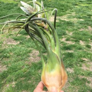 Tillandsia Seleriana Rare