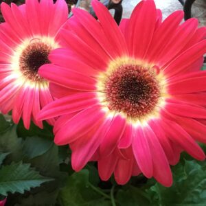 Gerbera Daisy Full Sun Annual 4 in pot