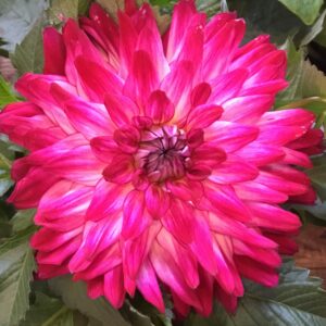 Dahlia Full Sun 6 in Pot