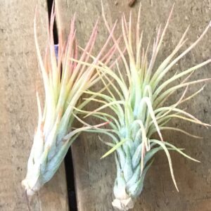 Funkiana Tillandsia