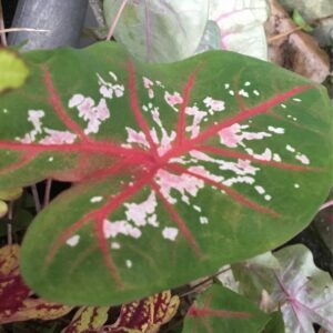 Caladium Full to Part Shade Tropical
