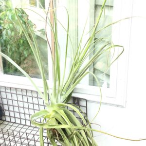 Lautneri Tillandsia Rare