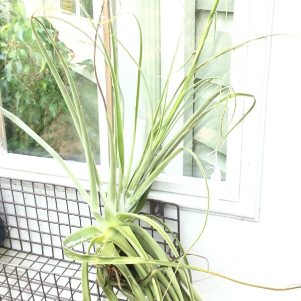 Lautneri Tillandsia Rare
