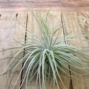 Tillandsia Magnusiana