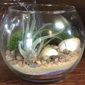 DIY Sm Orb + 1 Air Plant Terrarium 4.5 in