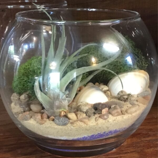 DIY Sm Orb + 1 Air Plant Terrarium 4.5 in