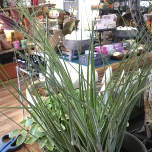 Rare Tillandsia Floribunda Peru XL