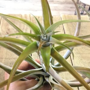 Capitata Peach Tillandsia